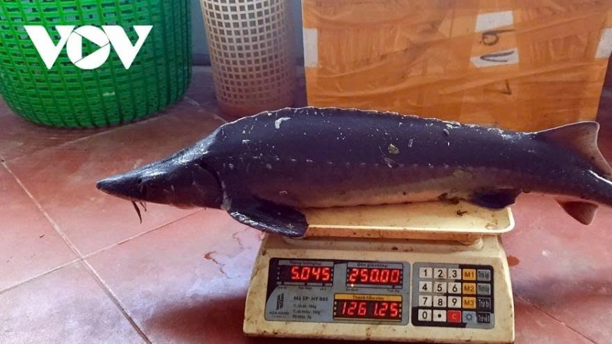 Vietnam ranks 6th globally in sturgeon production